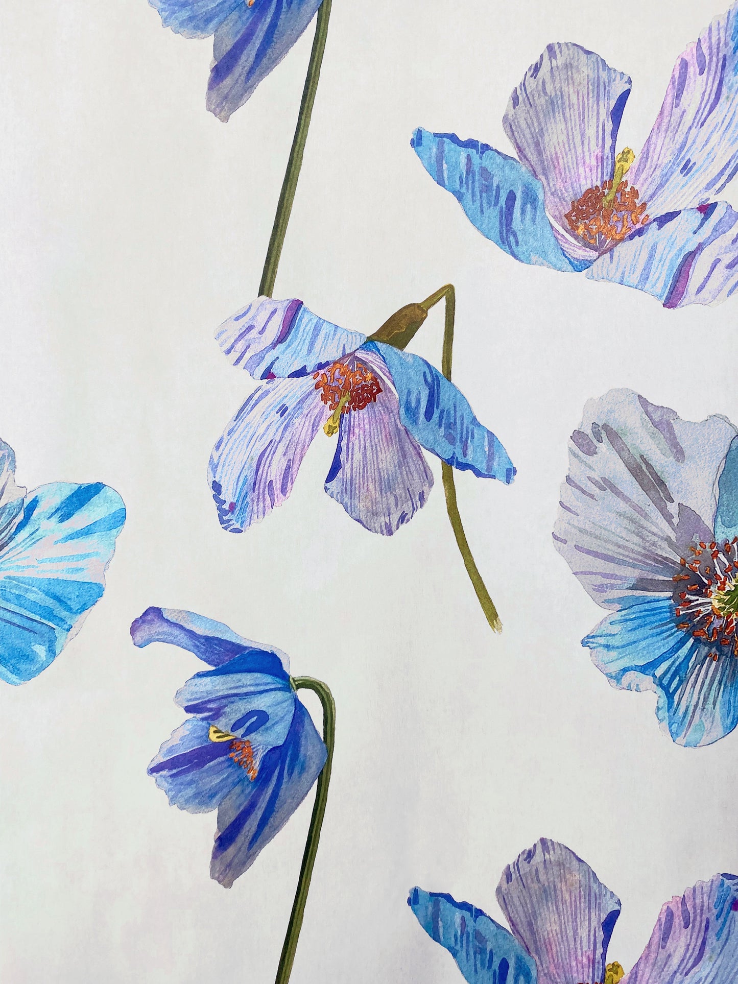 Geschenkpapier: Blaue Himalaja-Mohnblumen auf Ecru