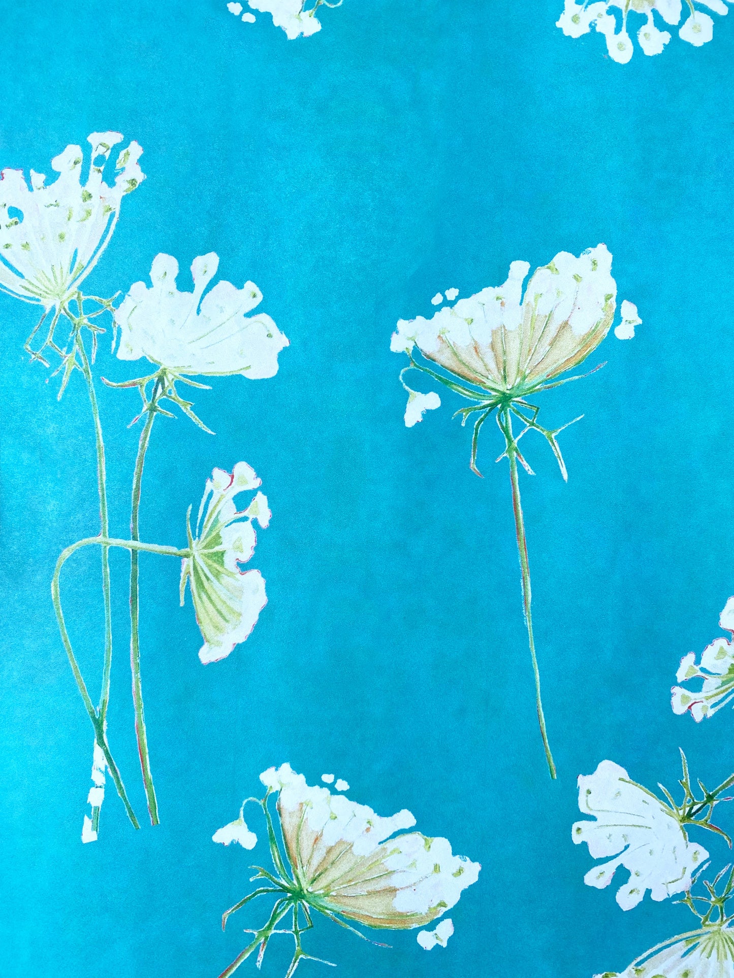 Gift Wrap: Queen Anne's Lace on Teal