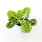 Lemon Lime Prayer Plant