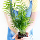Parlor Palm