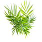Parlor Palm