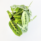 Lemon Lime Prayer Plant
