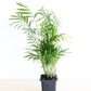 Parlor Palm