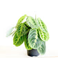 Lemon Lime Prayer Plant
