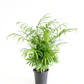 Parlor Palm
