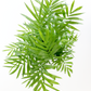 Parlor Palm