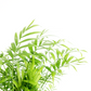 Parlor Palm