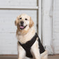 Dog Tank