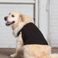 Dog Tank