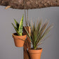 6 Pot Hanging Plant Holder - 3 piece set