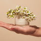 ROSEWATER CREAM