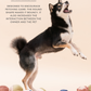 PARADISE PET TOY - Rose