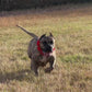 Weighted dog training collar- Red. Large breeds. 5 lbs total. removable weights