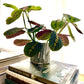 Gray Round Planter