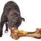 Giant Dog Bone - Grass-Fed Beef Femur Bone for Large Dogs
