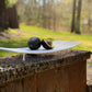 FLAT BOWL