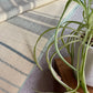 Equinoccio Throw Blanket - Mint / Natural