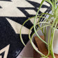 Awa Throw Blanket - Natural / Black