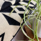 Awa Throw Blanket - Natural / Black