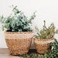 Savar Planter