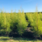 Organic Tea Tree Essential Oil (Melaleuca Alternifolia) 10ml