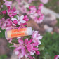 Tangerine Carton