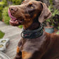 ''BATMAN'' collar