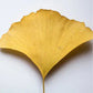 Ginkgo Booster - Mindful Radiance - Antioxidant Ginkgo Gel Booster