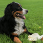 Cow Ears for Dogs