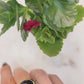 Torrey Ring in Black with Black Onyx