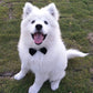 Pets Dog-Cat Bow Tie Adjustable